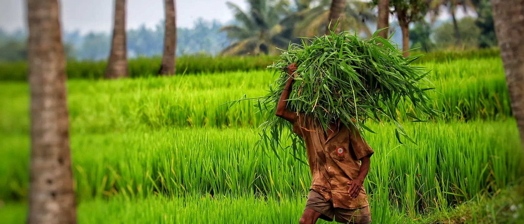 Agricultural Workers, All Other