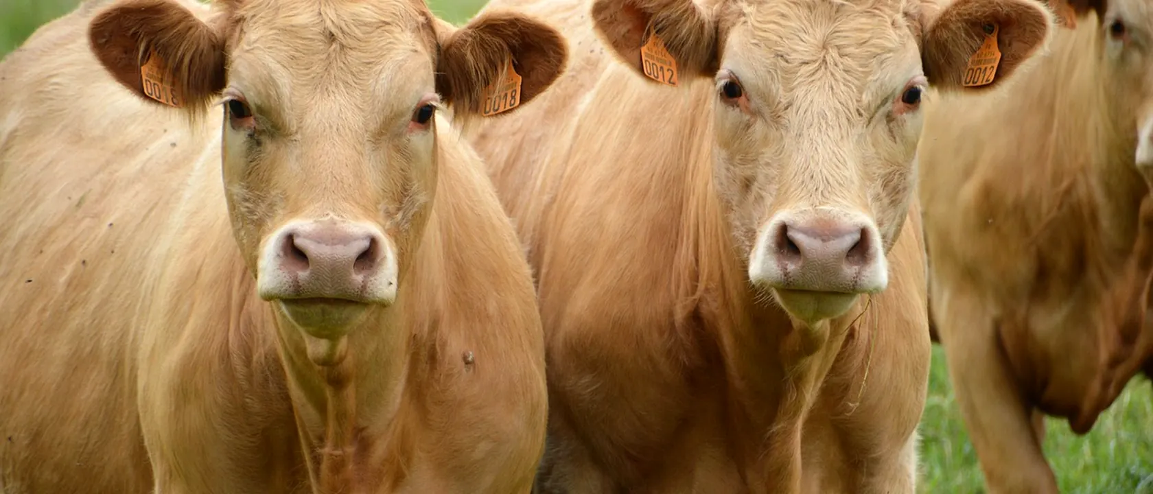 Animal Breeders