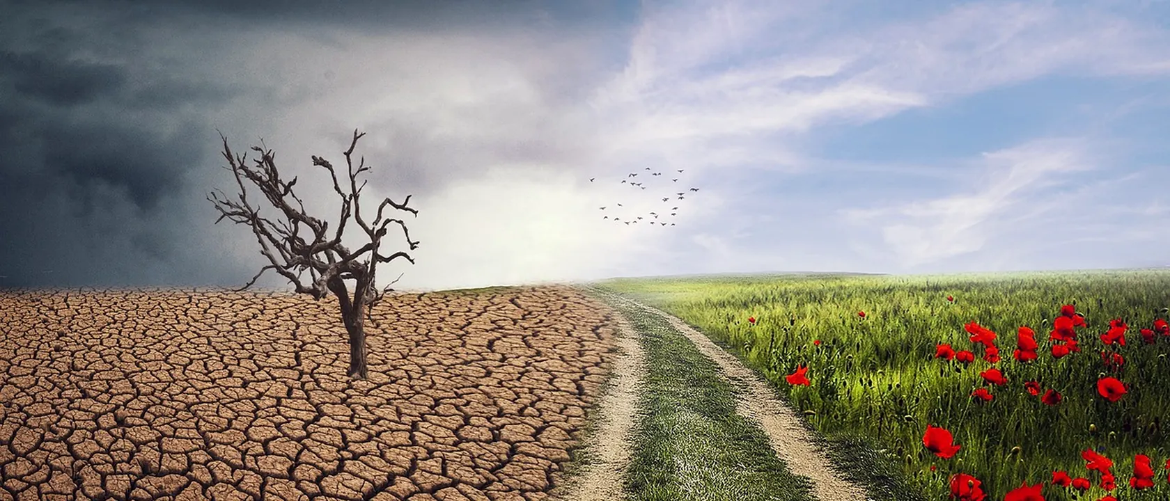 Climate Change Policy Analysts