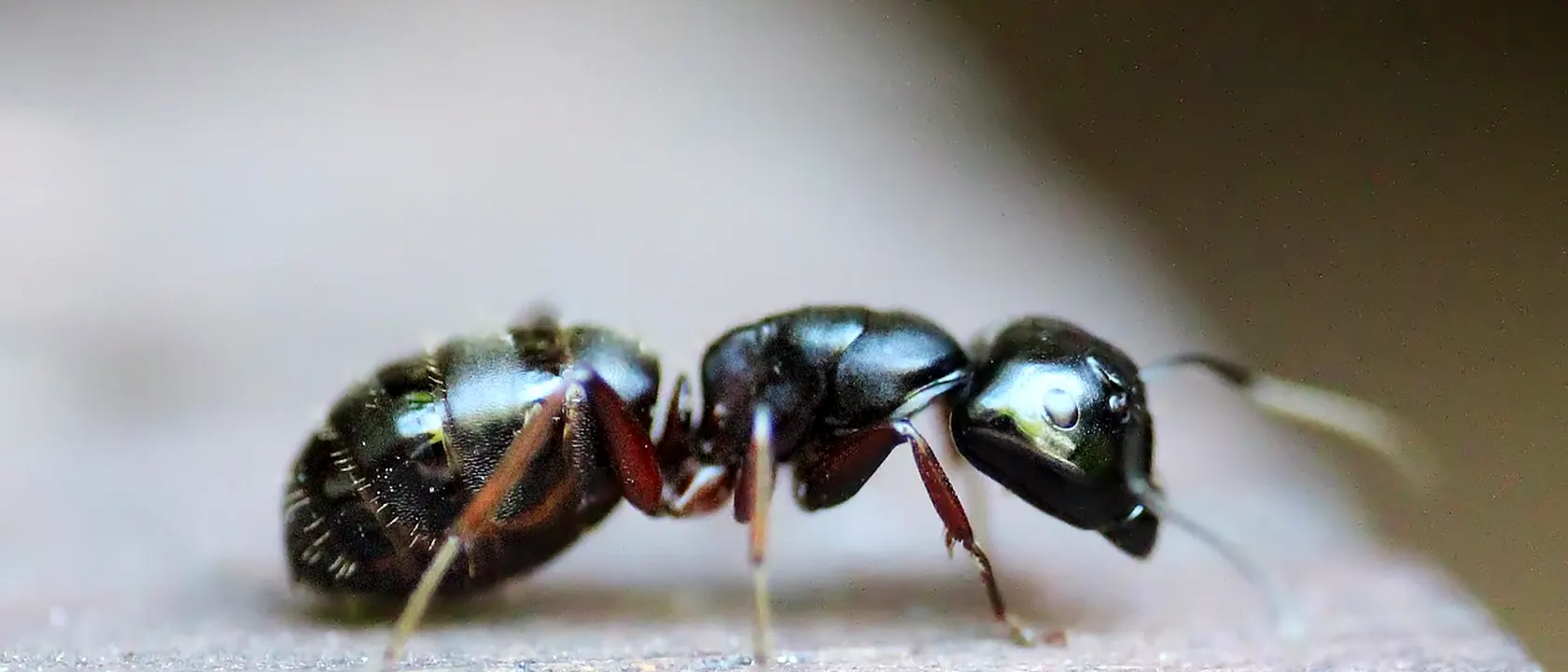 Pest Control Workers