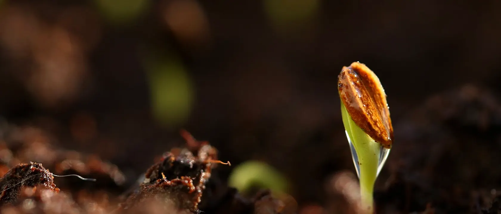 Soil and Plant Scientists