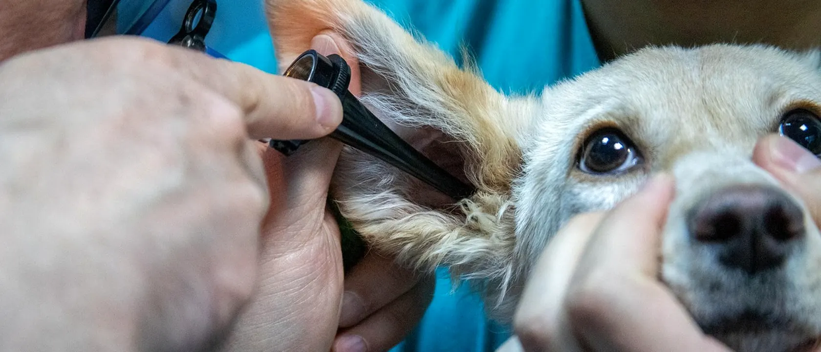 Veterinarians